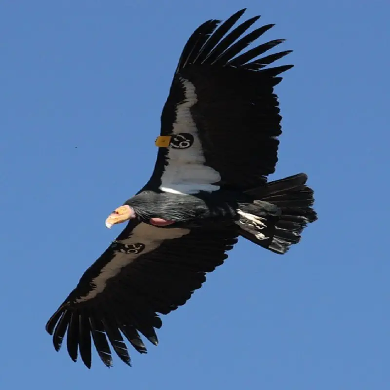 The Giant Bird Known As Birdzilla aka The Thunderbird