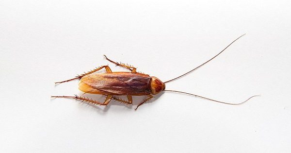 Cockroaches Are Evolving So Fast Soon They'll Be Nearly Impossible To ...