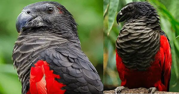 The Dracula Parrot Is The Goth Among Birds And Is Terrifyingly ...